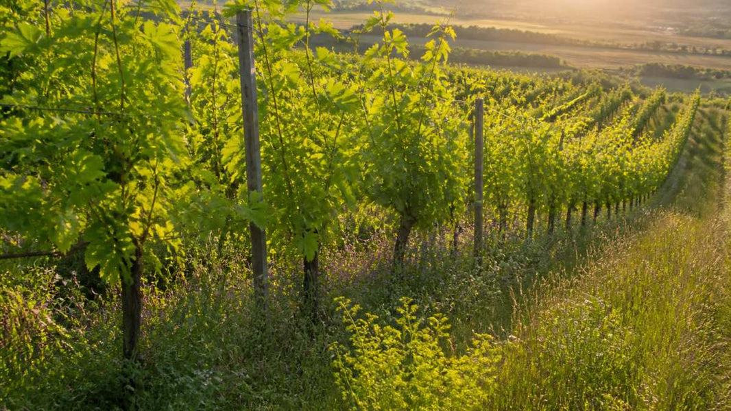 Nachhaltiger Weinanbau in Rheinhessen erklärt