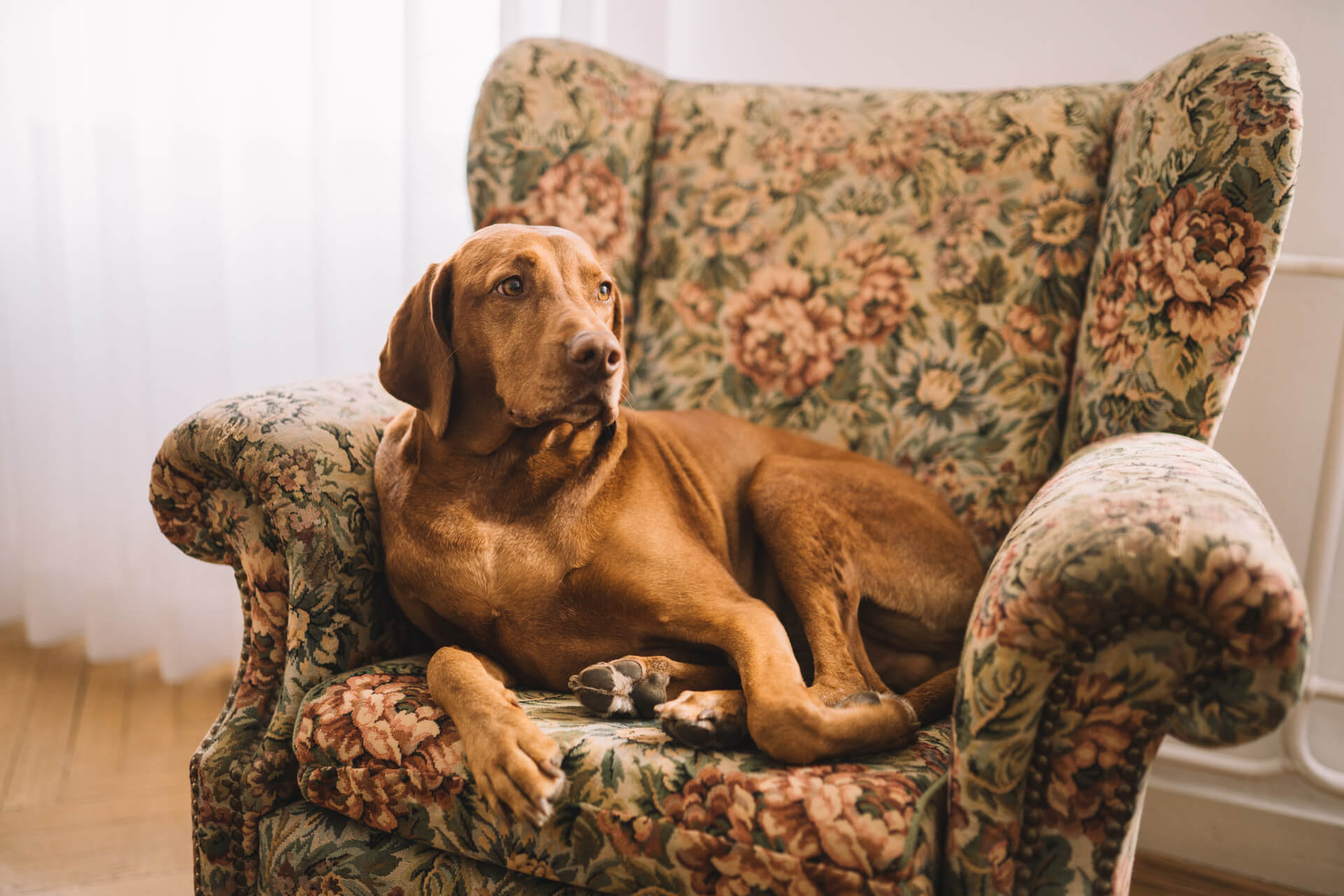 Carlos, der Hund vom Weingut Petershof